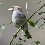 Moineau à dos roux