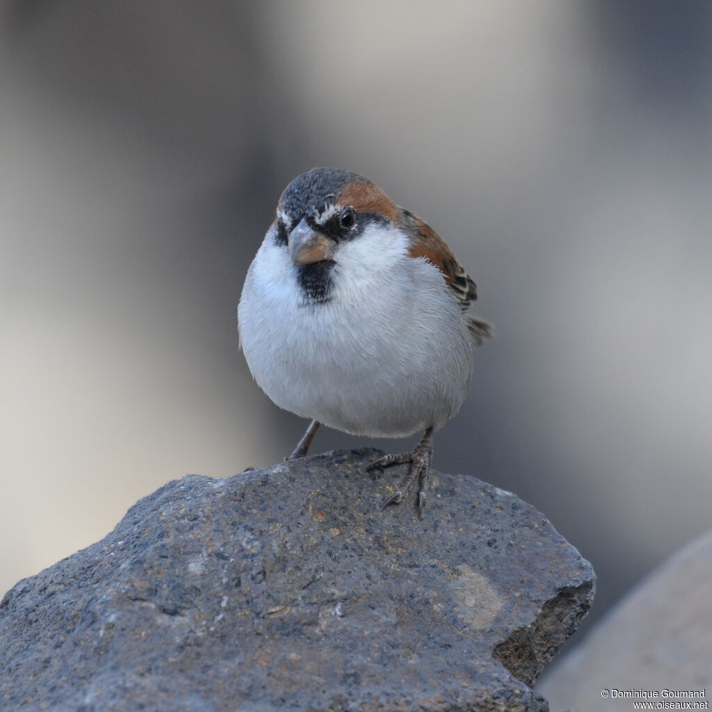 Iago Sparrow male adult post breeding