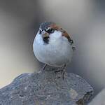 Moineau à dos roux