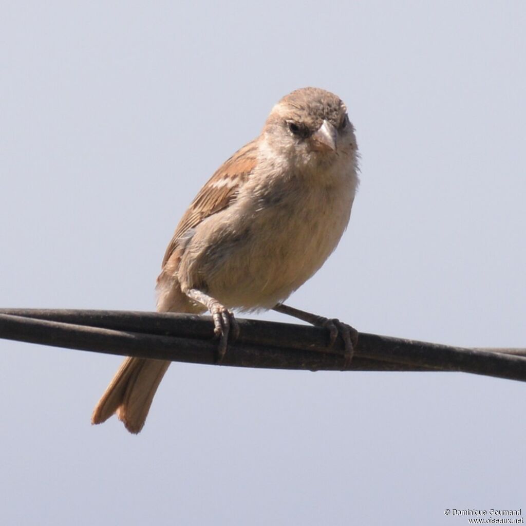 Moineau à dos roux femelle adulte