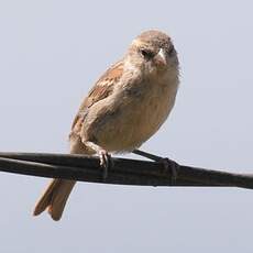 Moineau à dos roux