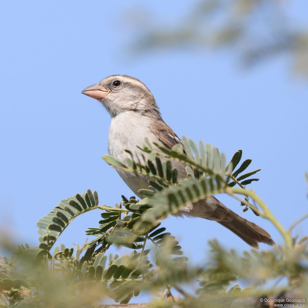 Moineau à dos roux femelle adulte