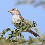 Moineau à dos roux