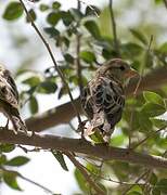 House Sparrow