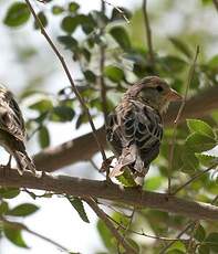 Moineau domestique