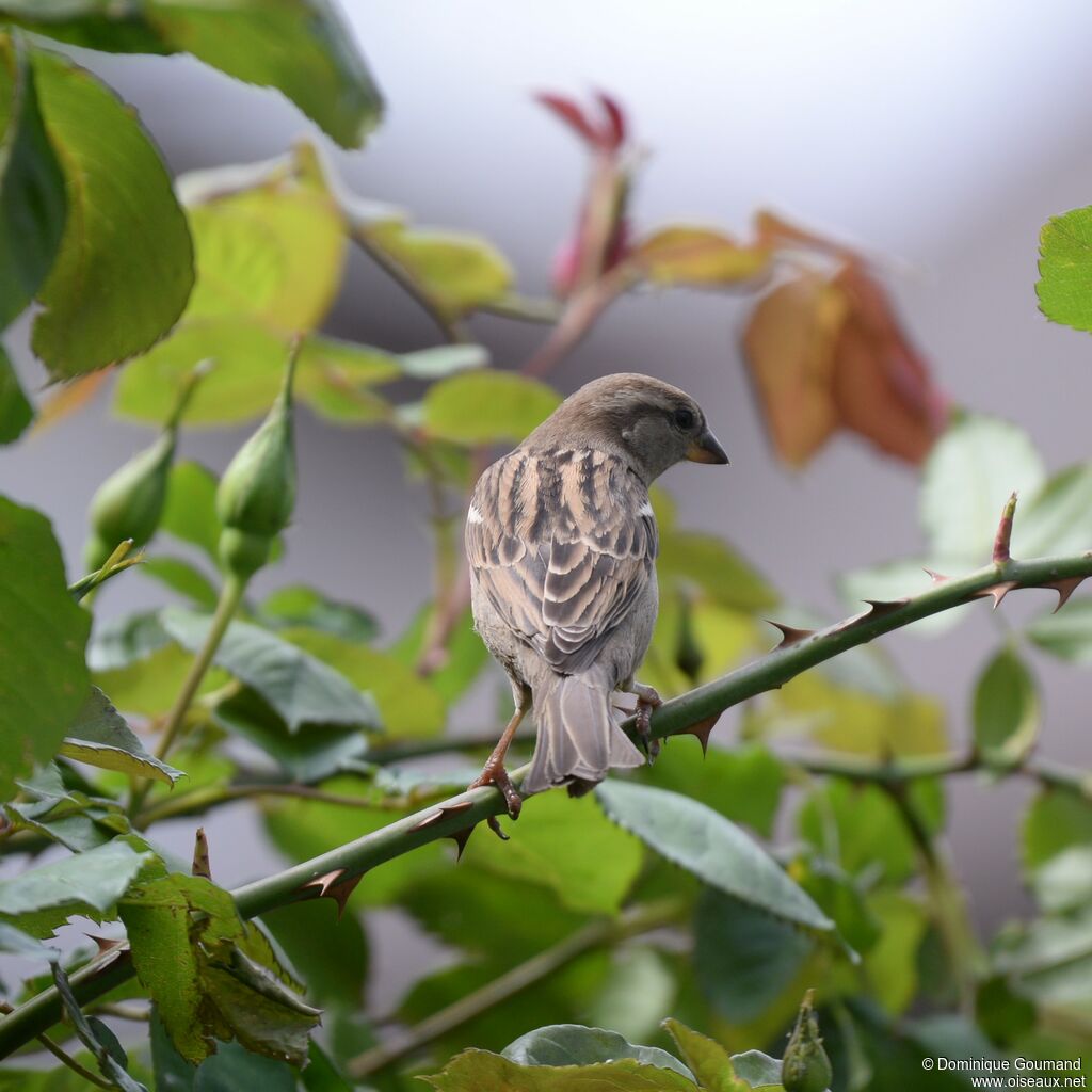 Moineau domestique femelle subadulte