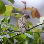 Moineau domestique