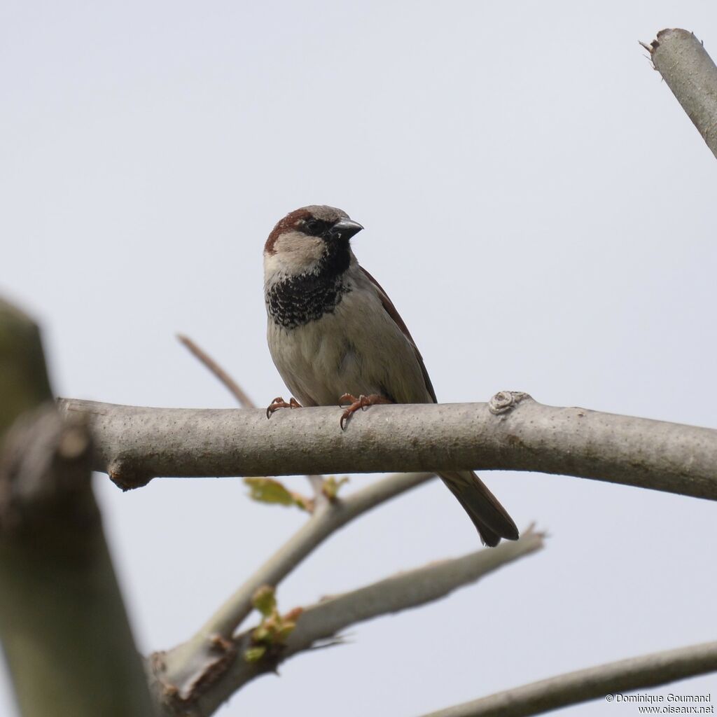 House Sparrow male adult