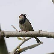 House Sparrow