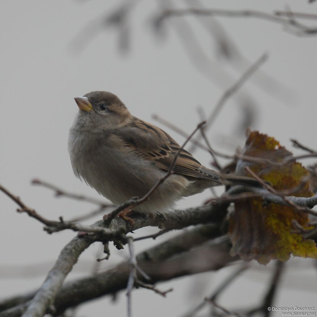 Moineau domestique femelle adulte