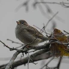 Moineau domestique