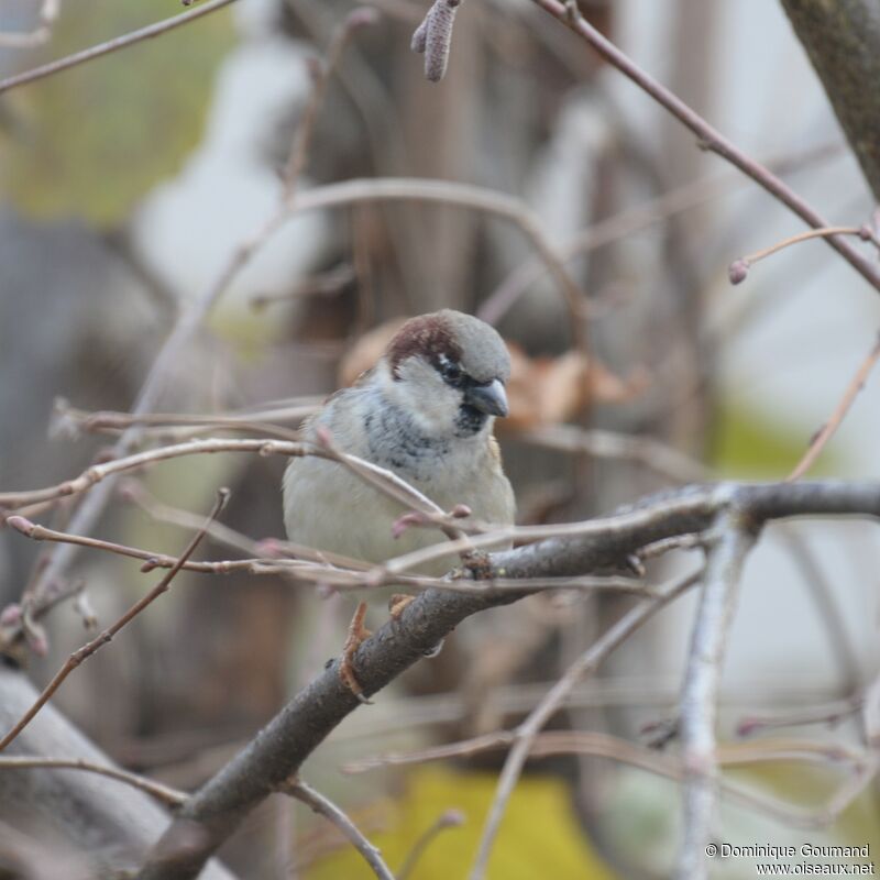 House Sparrow male adult post breeding