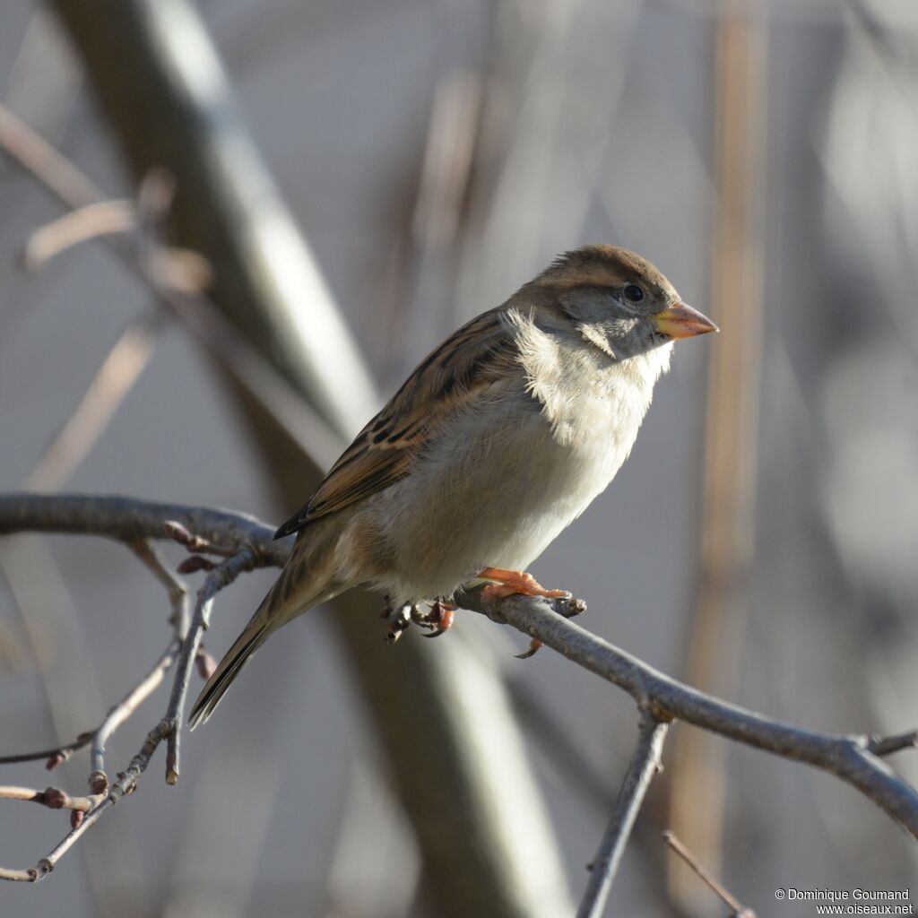 Moineau domestique femelle adulte