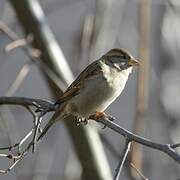 Moineau domestique