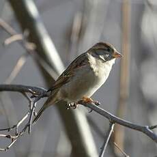 Moineau domestique