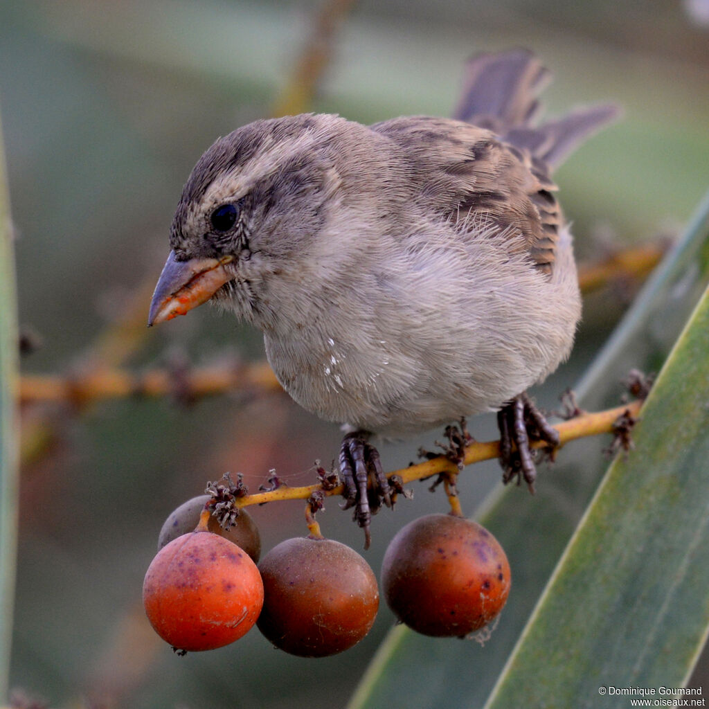 House Sparrow female adult