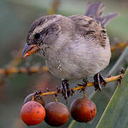 House Sparrow