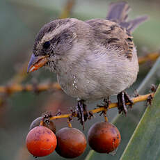 Moineau domestique