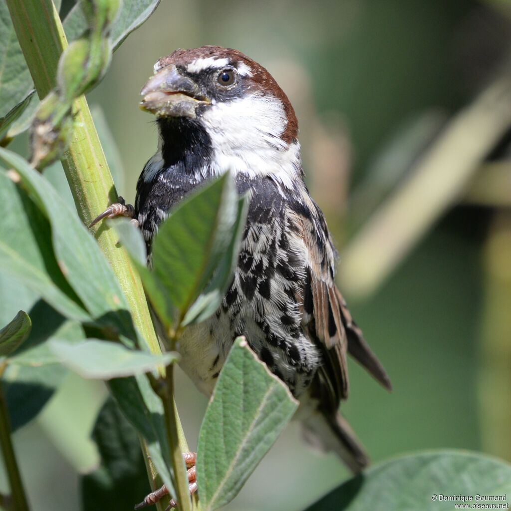 Moineau espagnol mâle adulte