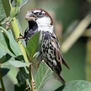 Spanish Sparrow