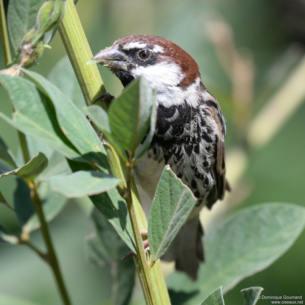 Spanish Sparrow male adult