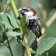 Spanish Sparrow