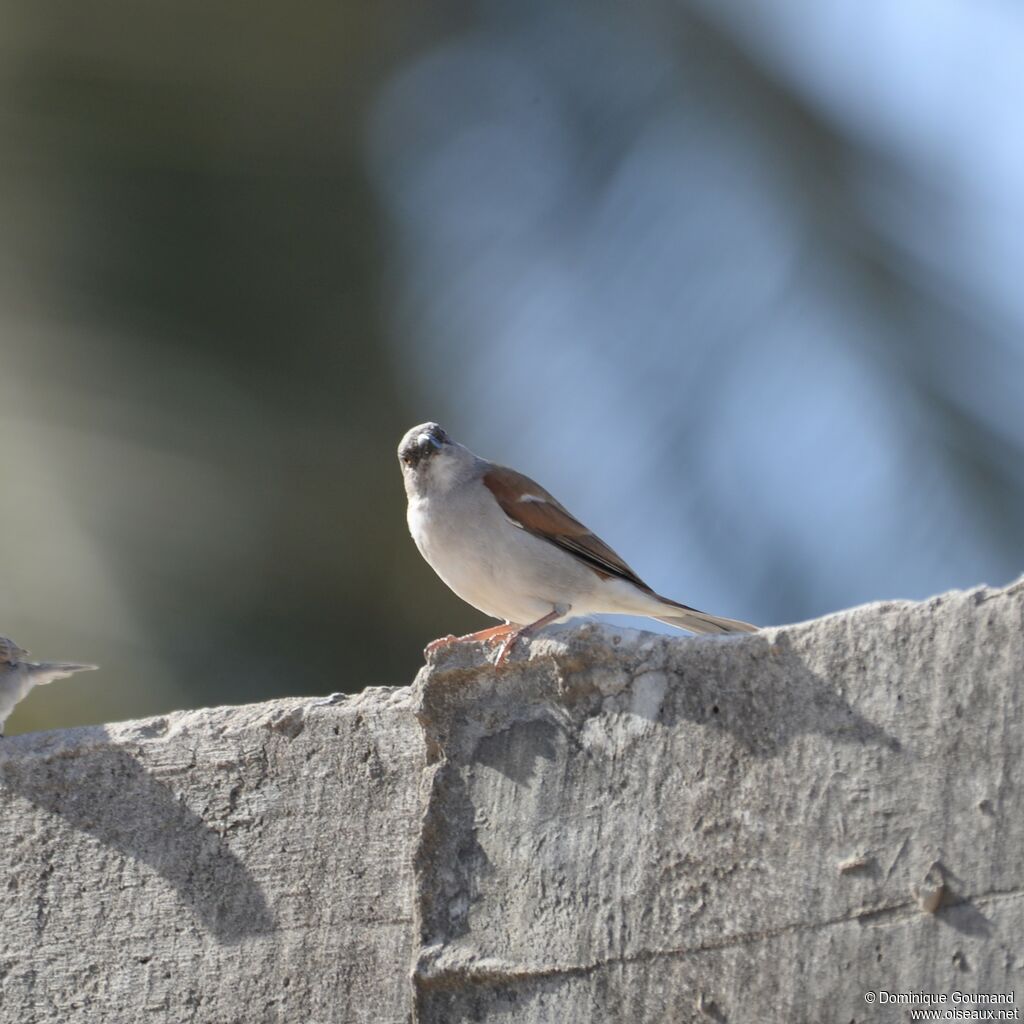 Northern Grey-headed Sparrow