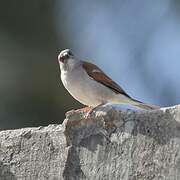 Northern Grey-headed Sparrow