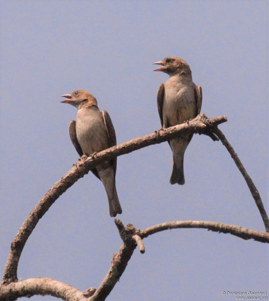 Moineau gris