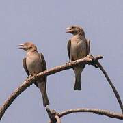 Moineau gris