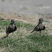 Chestnut-backed Sparrow-Lark