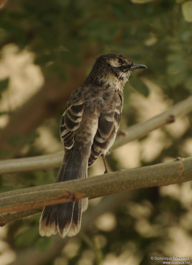 Long-tailed Mockingbird