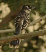 Long-tailed Mockingbird