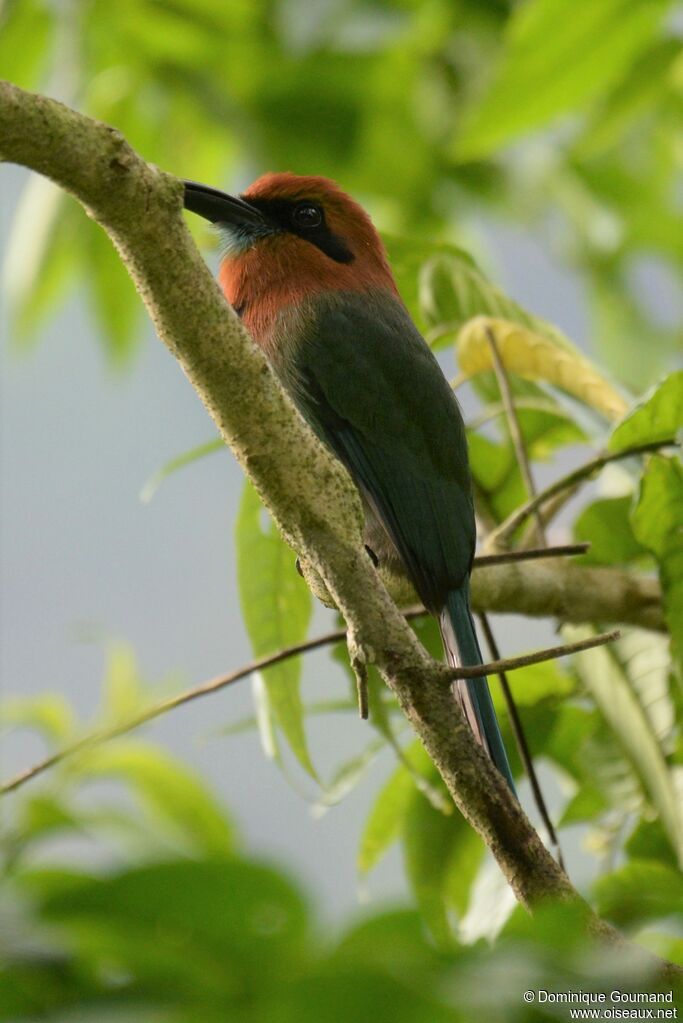 Motmot à bec largeadulte