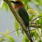 Motmot à bec large