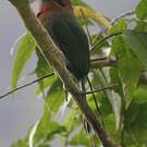 Motmot à bec large