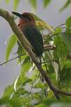 Motmot à bec large