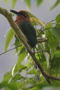 Broad-billed Motmot