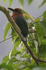 Motmot à bec large