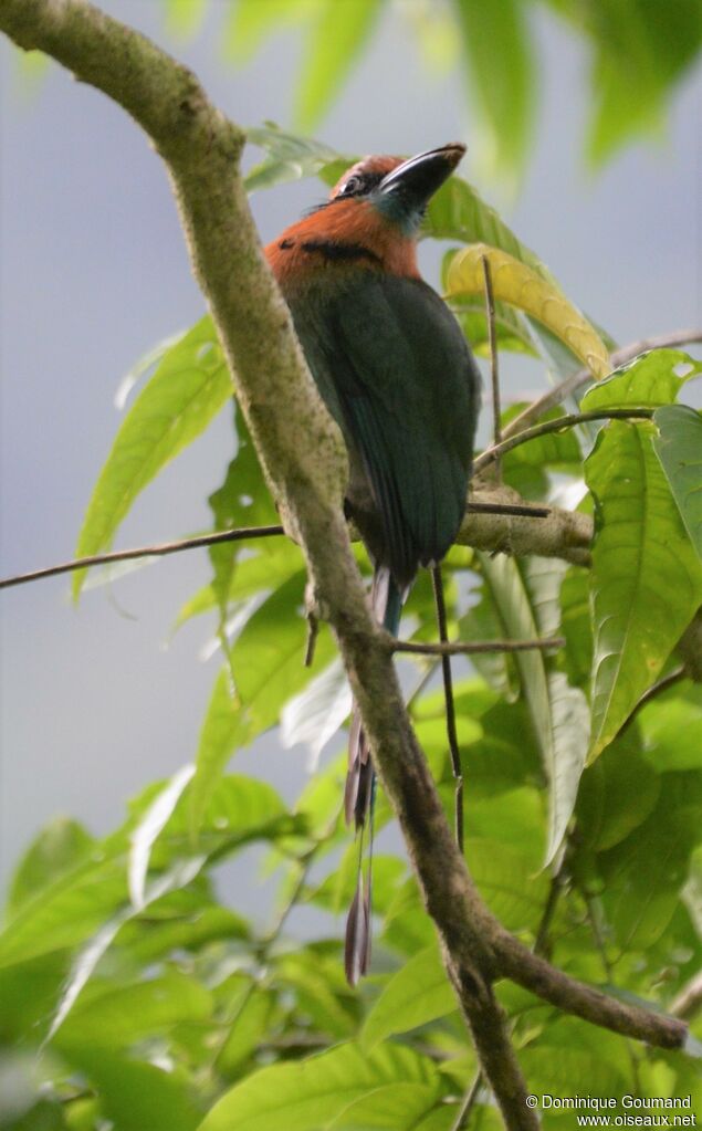 Motmot à bec largeadulte