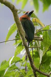 Motmot à bec large