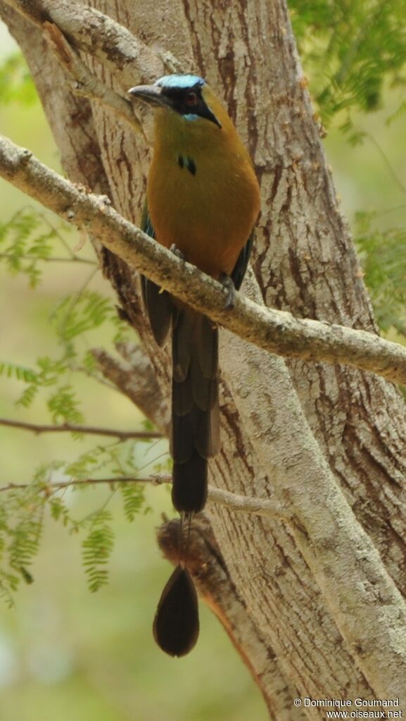 Whooping Motmot