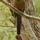 Motmot caraïbe