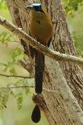 Whooping Motmot