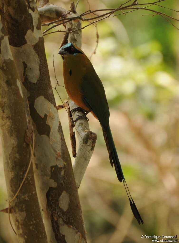 Motmot caraïbe