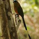 Motmot caraïbe