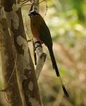 Motmot caraïbe