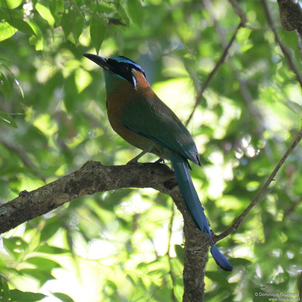 Motmot de Lessonadulte