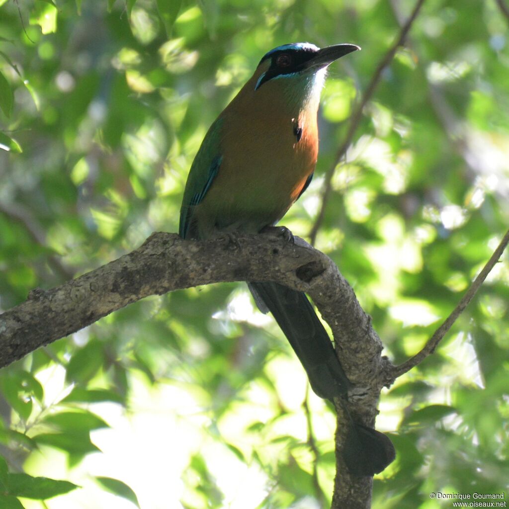 Motmot de Lessonadulte