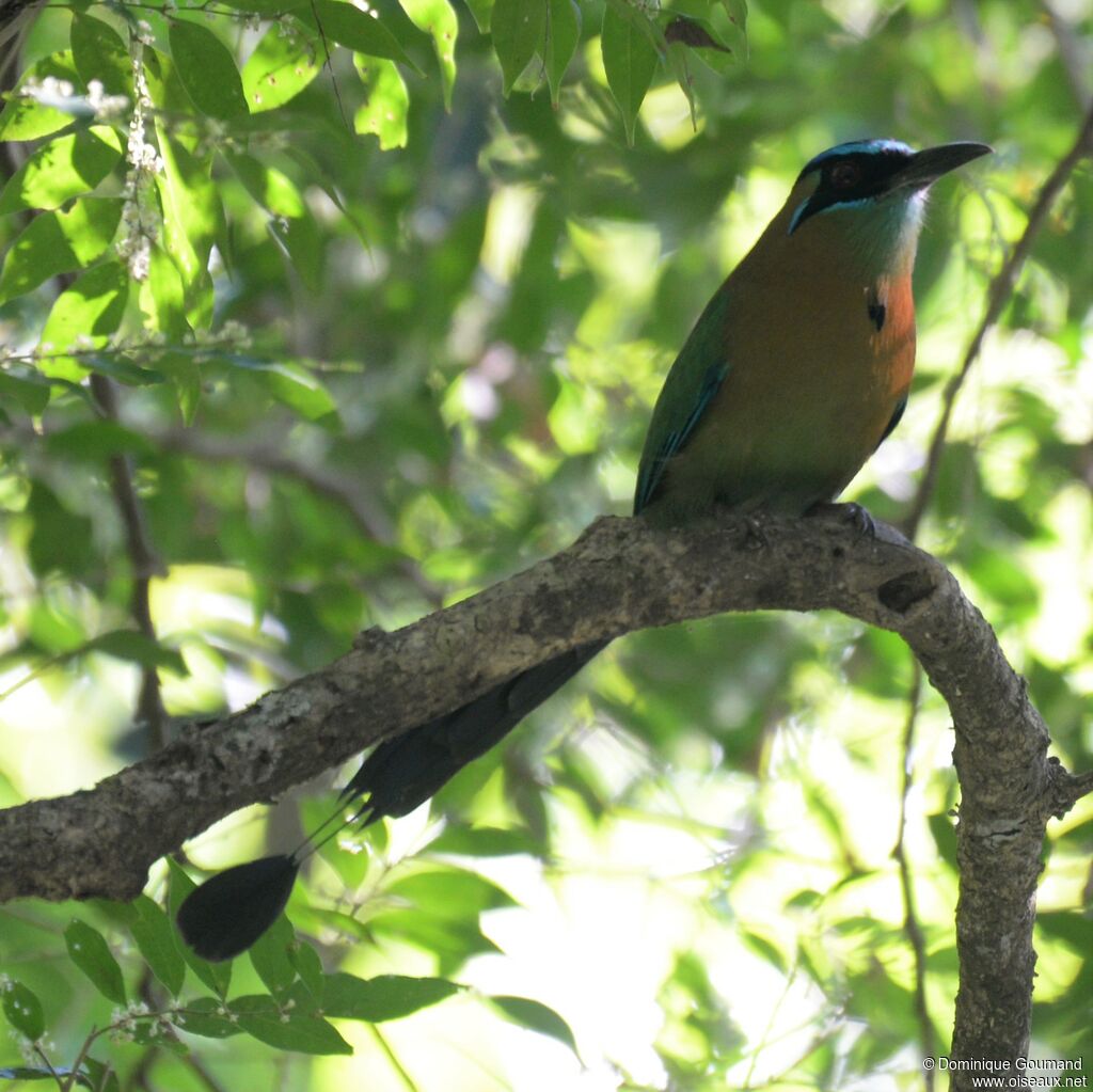 Motmot de Lessonadulte